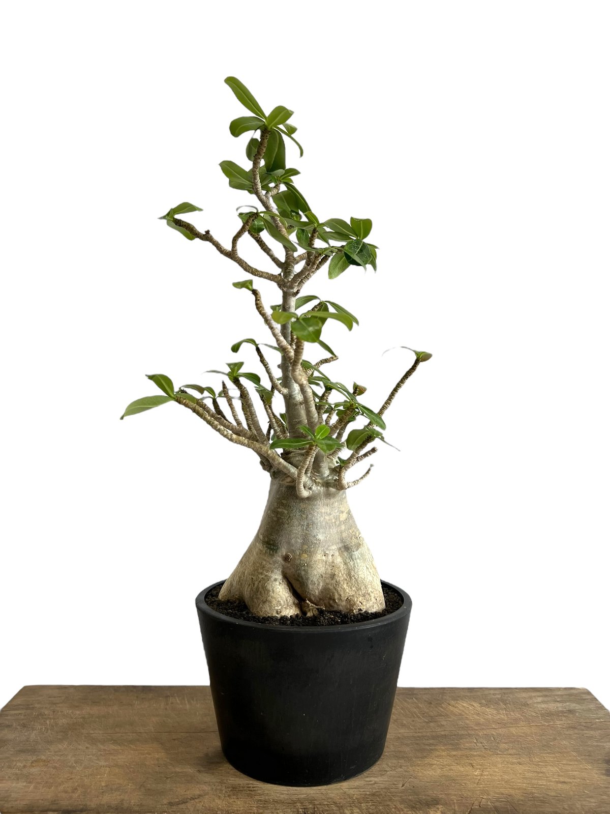 アデニウム アラビカム “選抜個体” 「Adenium arabicum “Select”」9