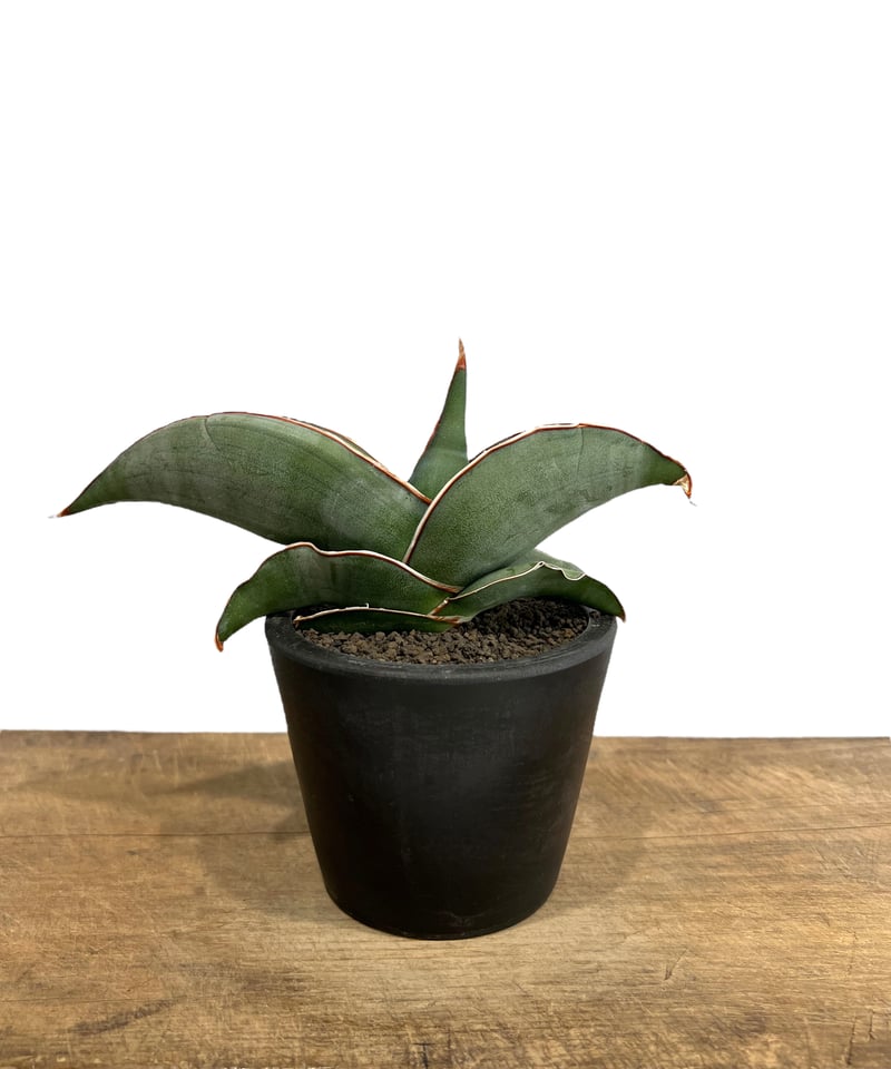 サンセベリア エーレンベルギー バナナ 「Sansevieria ehrenbergii Ba