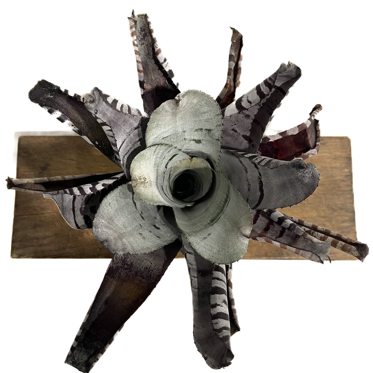 エクメア　チャンティーニ　ブラックセレクトA1 エクメア チャンティニー ブラック セレクト「 Aechmea chantinii Black