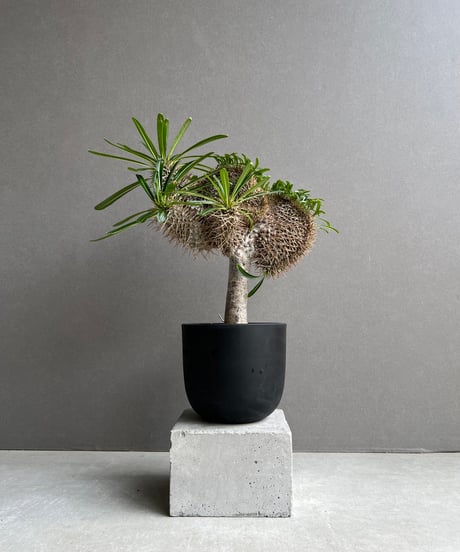 CATEGORY SALE | SHOUCHIKUEN