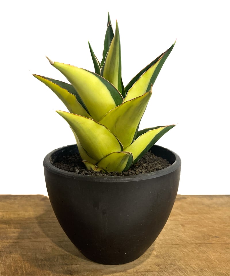 サンセベリア タワー 斑入り ハーフムーン「Sansevieria Tower サンセベリア タワー 斑入り ハーフムーン「Sansevieria Tower
