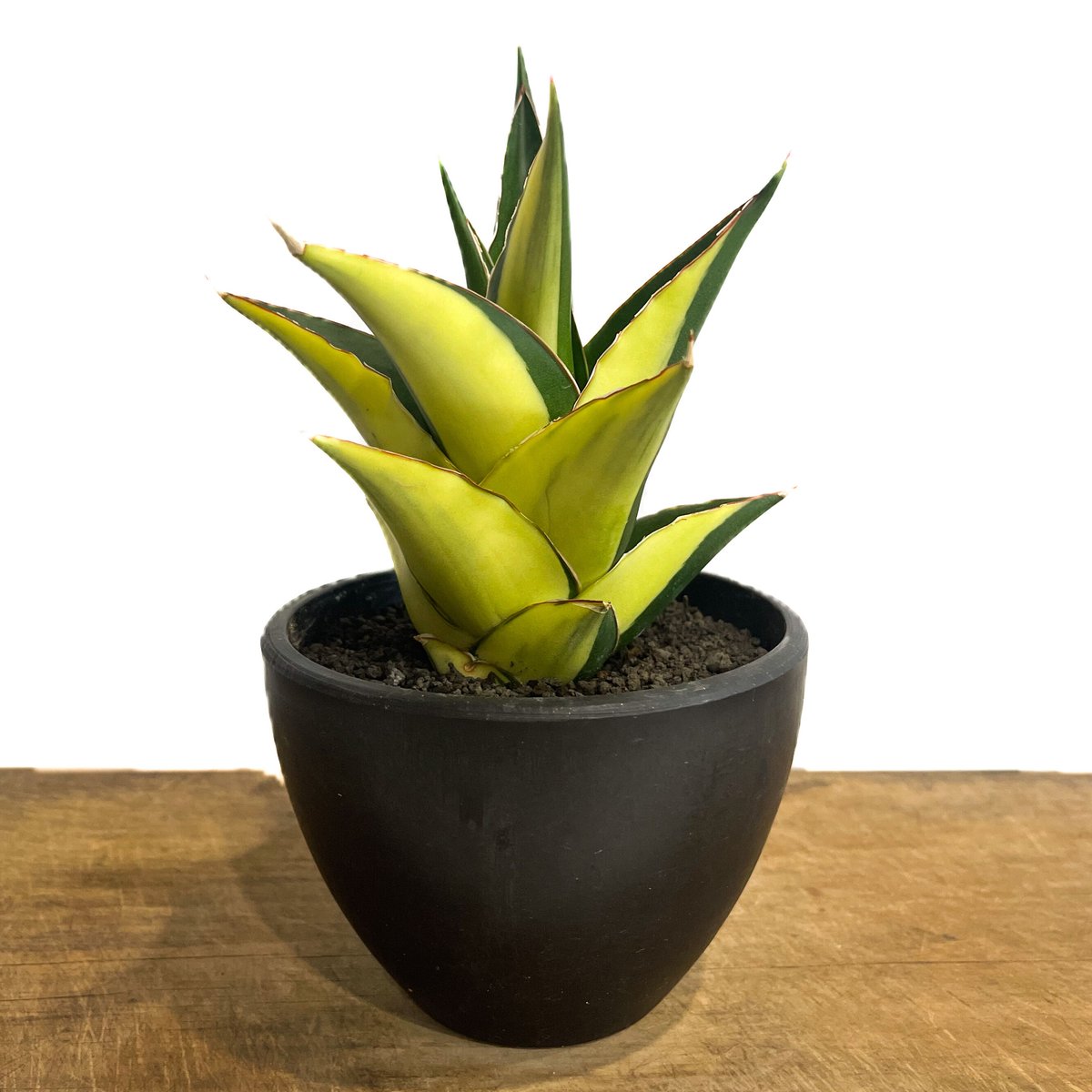 サンセベリア タワー 斑入り ハーフムーン「Sansevieria Tower
