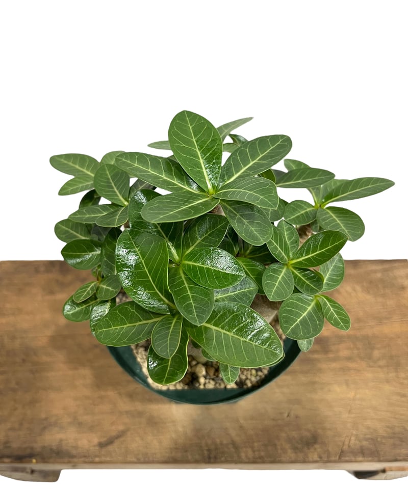 アデニウム アラビカム スーパー ドワーフ タイプ 「Adenium arabicum