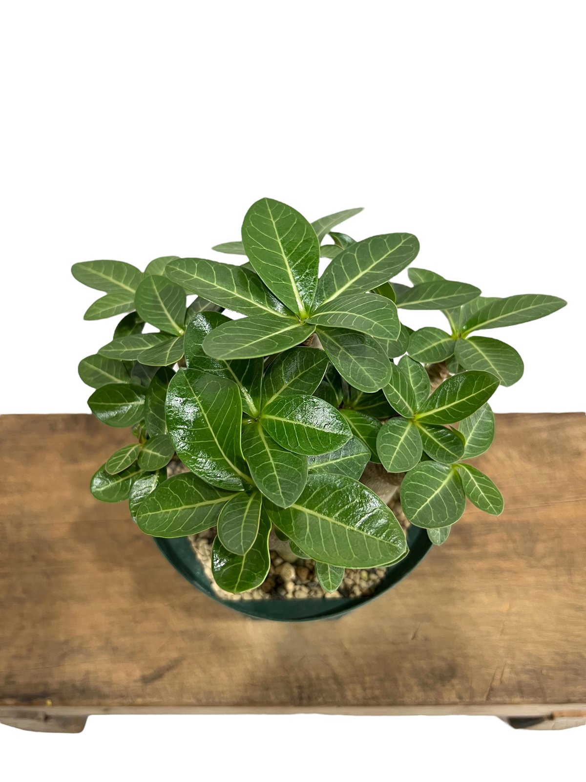 アデニウム アラビカム スーパー ドワーフ タイプ 「Adenium arabicum