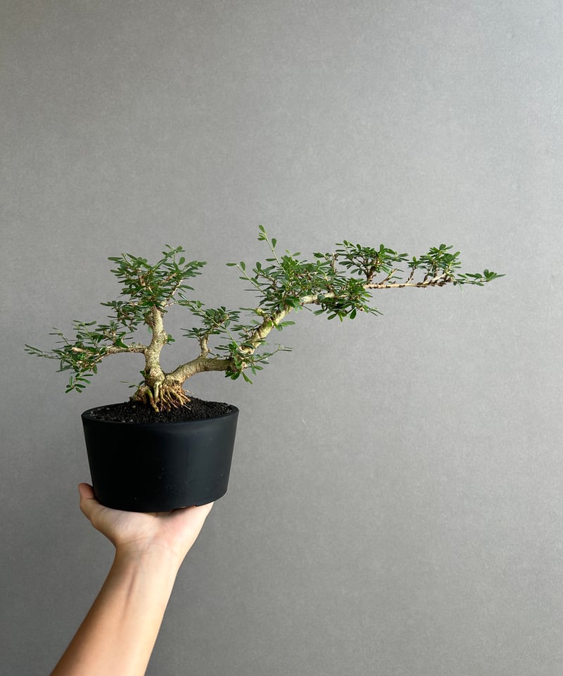 三河盆栽459 盆栽　盆栽鉢　植木鉢　和鉢　俊豪 三河盆栽459 盆栽 盆栽鉢 植木鉢 和鉢 俊豪 三河盆栽様専用459