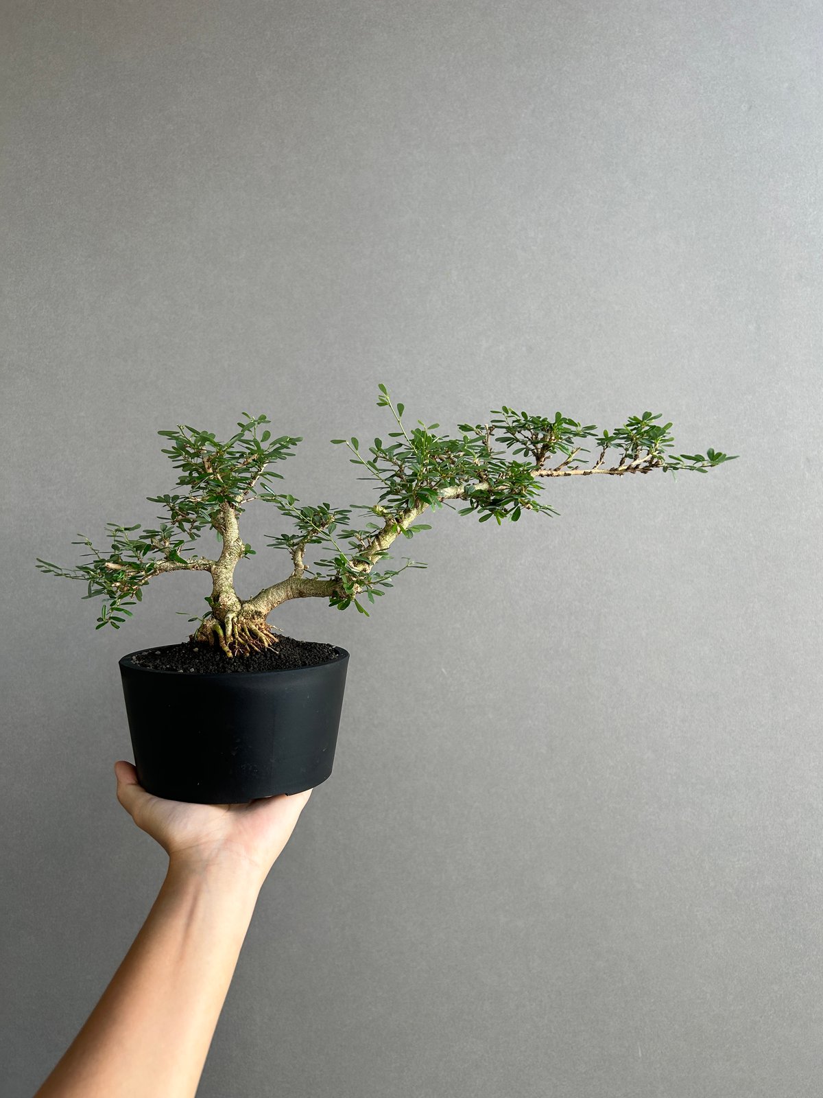うち” 盆栽 Limited Edition 「“UCHI” BONSAI」 6J |