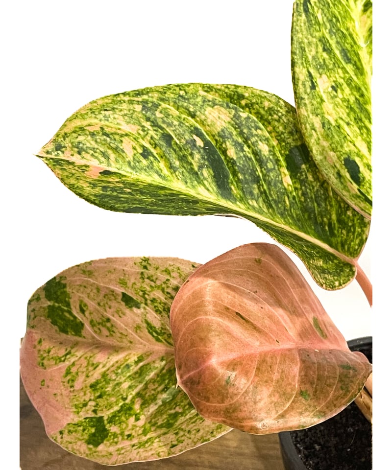 アグラオネマ sp.「Aglaonema sp. (Takeoka's Select)」8/3
