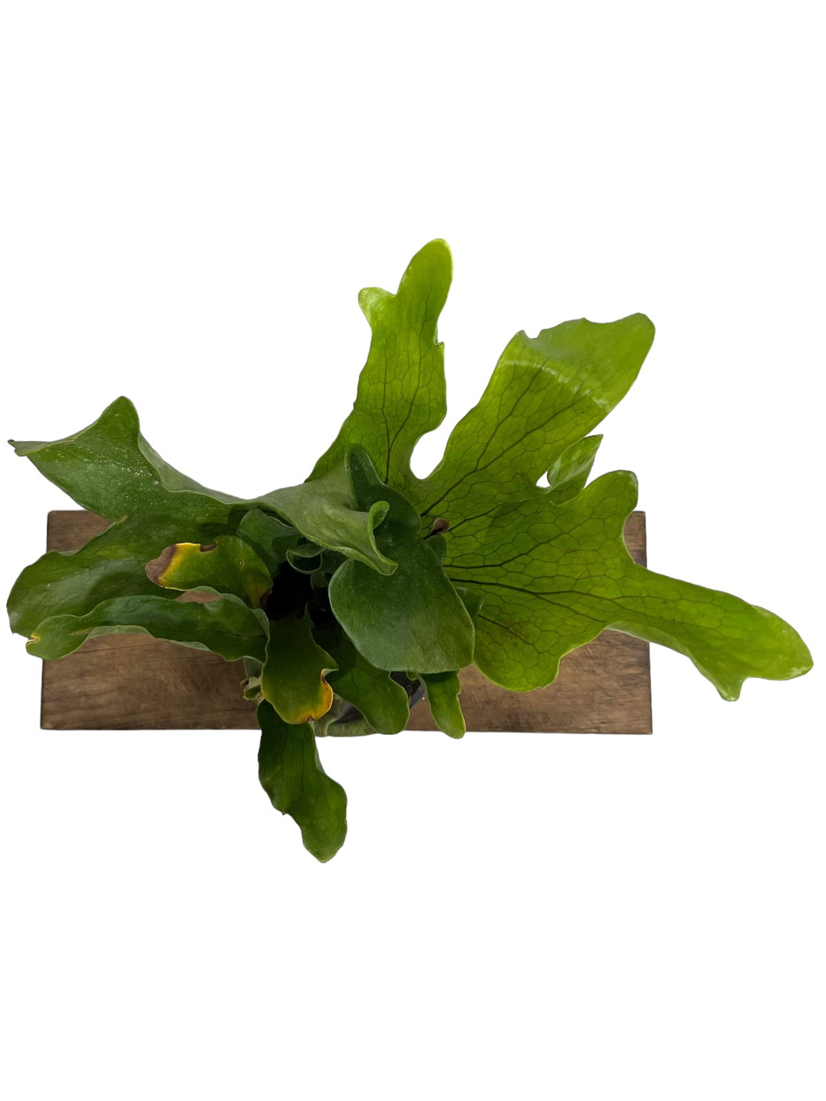Platycerium 'Mentelosii' ビカクシダ　大株 ビカクシダ X メンテロッシイ 「Platycerium “X Mentelosii “」23