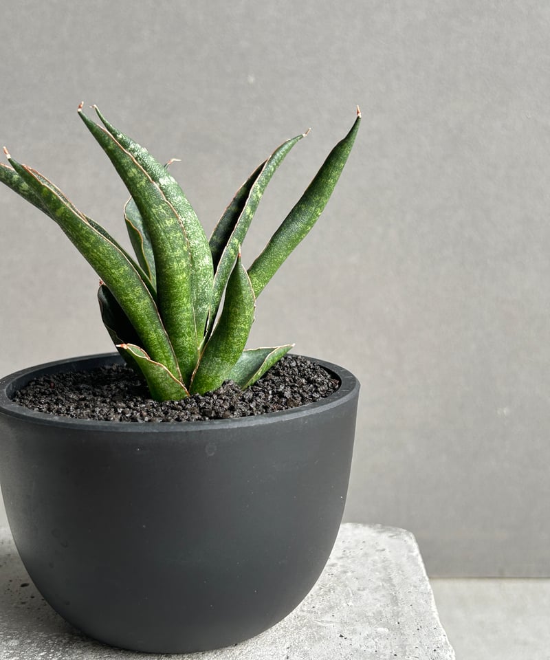 サンセベリア カミナリ 「Sansevieria KAMINARI “雷”」62I | SHO