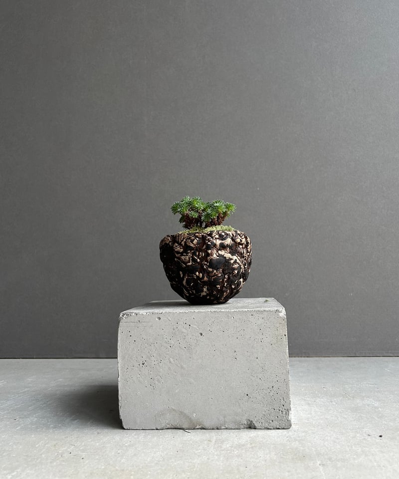 セダム 小松緑(こまつみどり) + plantsmonsters pot「Sedam mult