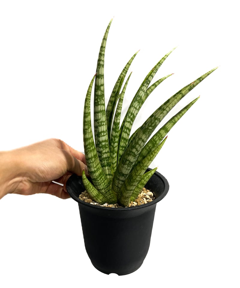 サンスベリア・ディアブロ Sansevieria Diablo サンスベリア・ディアブロ Sansevieria Diablo サンスベリア