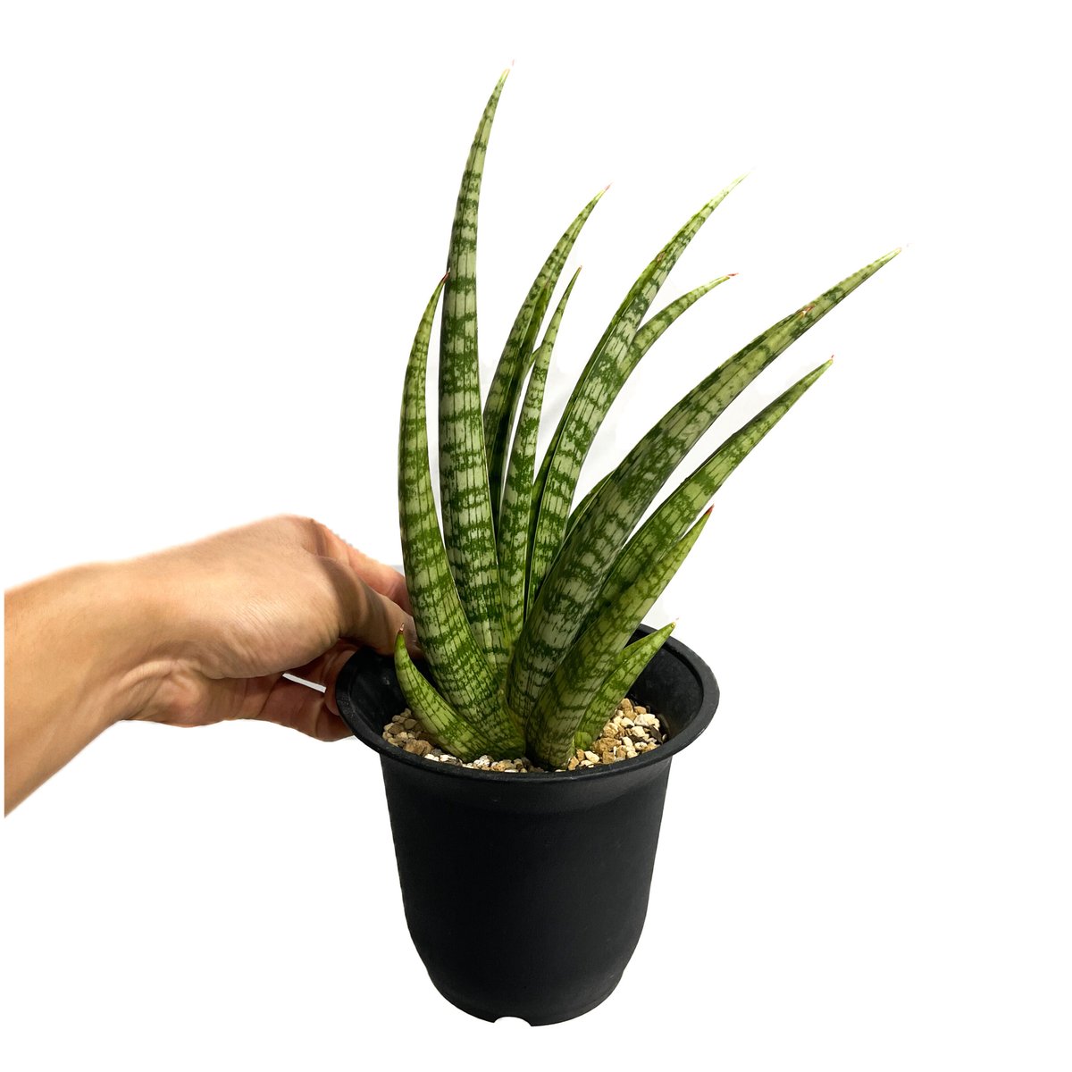 サンセベリア アンヤマニーズ クロー「 Sansevieria Unyamanee's Cla