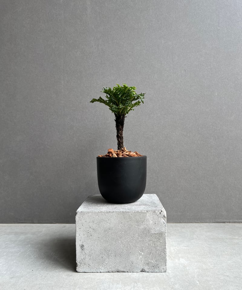 ブレクナム ギッバム ドワーフ 「Blechnum gibbum Dwarf 」75D | S