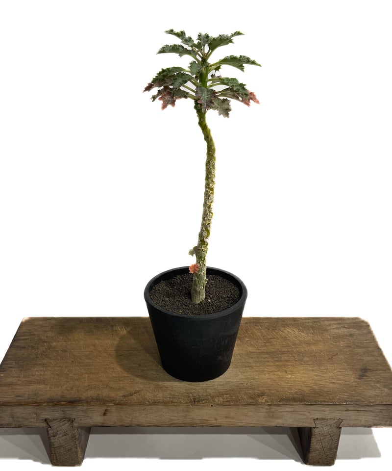 ドルステニア ジプソフィラ x ラブラニー 「Dorstenia ドルステニア ジプソフィラ x ラブラニー 「Dorstenia