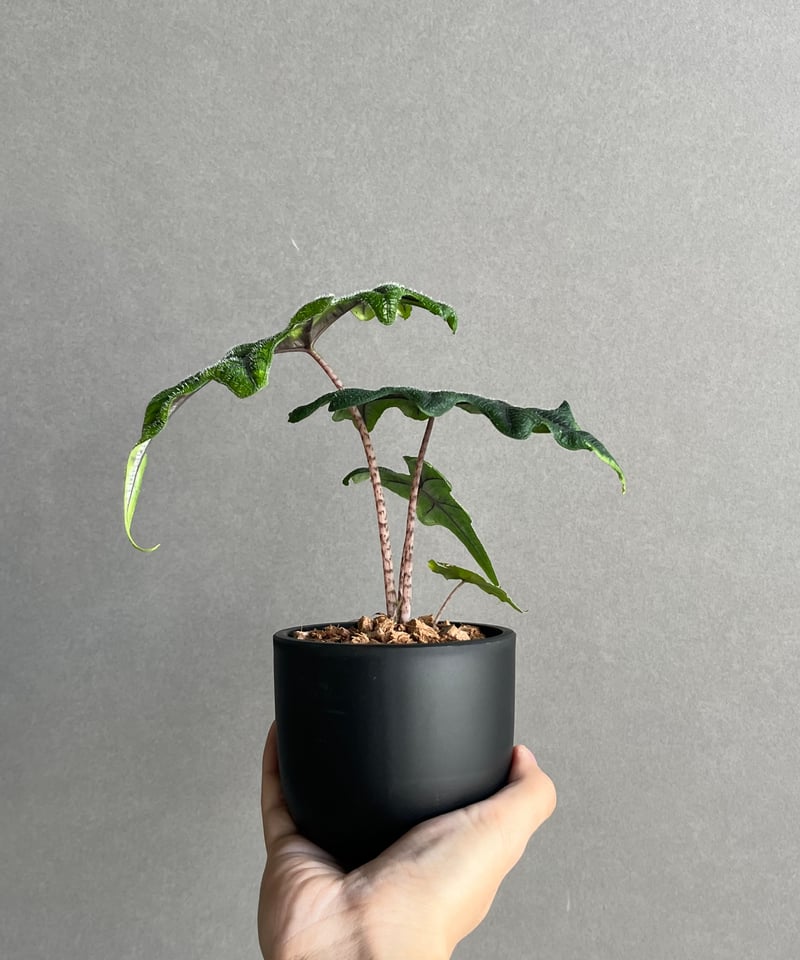 アロカシア ジャックリン「Alocasia Jacklyn」94N | SHOUCHIKUEN