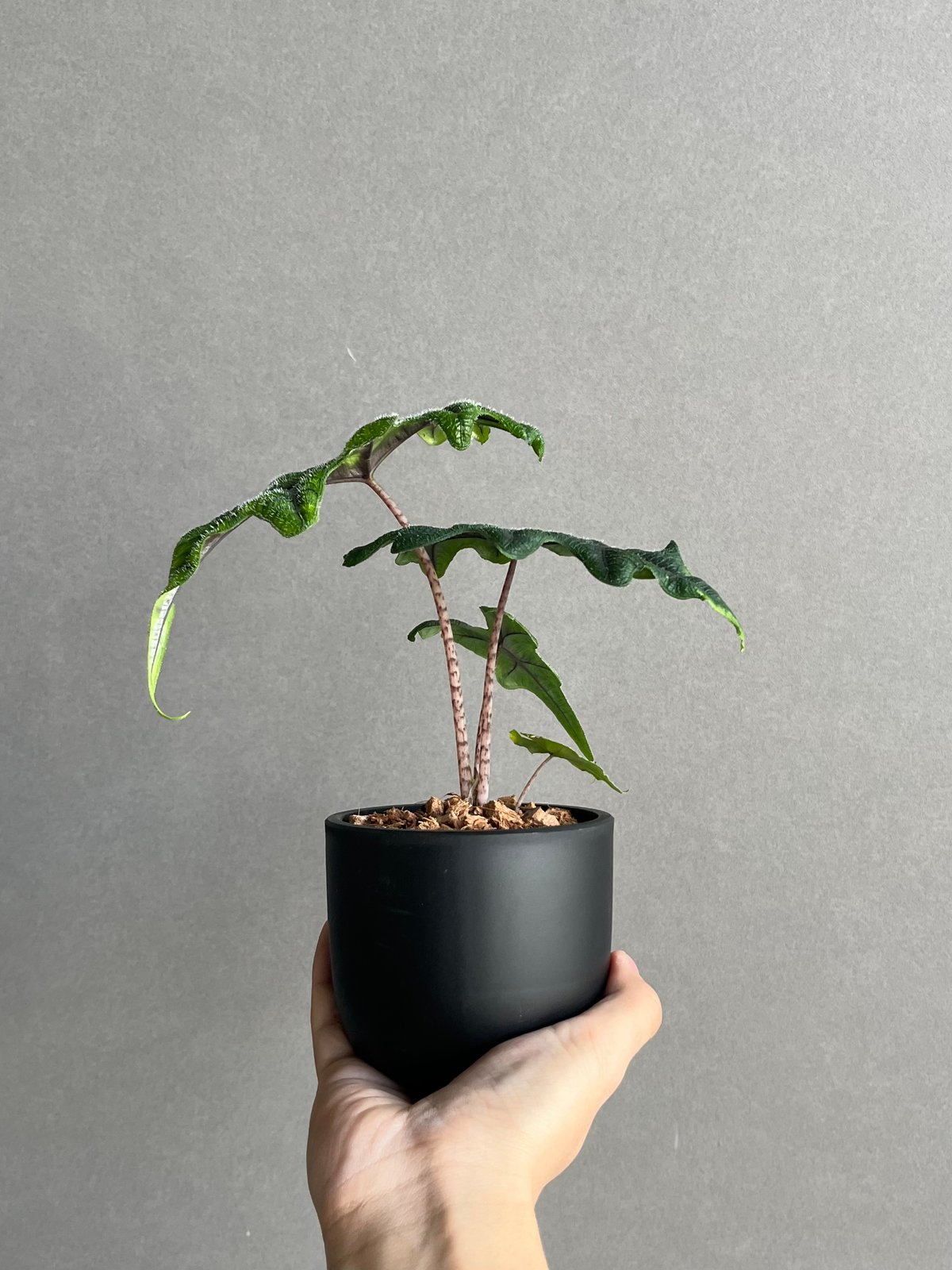 アロカシア ジャックリン「Alocasia Jacklyn」94N | SHOUCHIKUEN