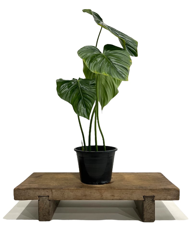 フィロデンドロン ペルタツム 「Philodendron peltatum」43K