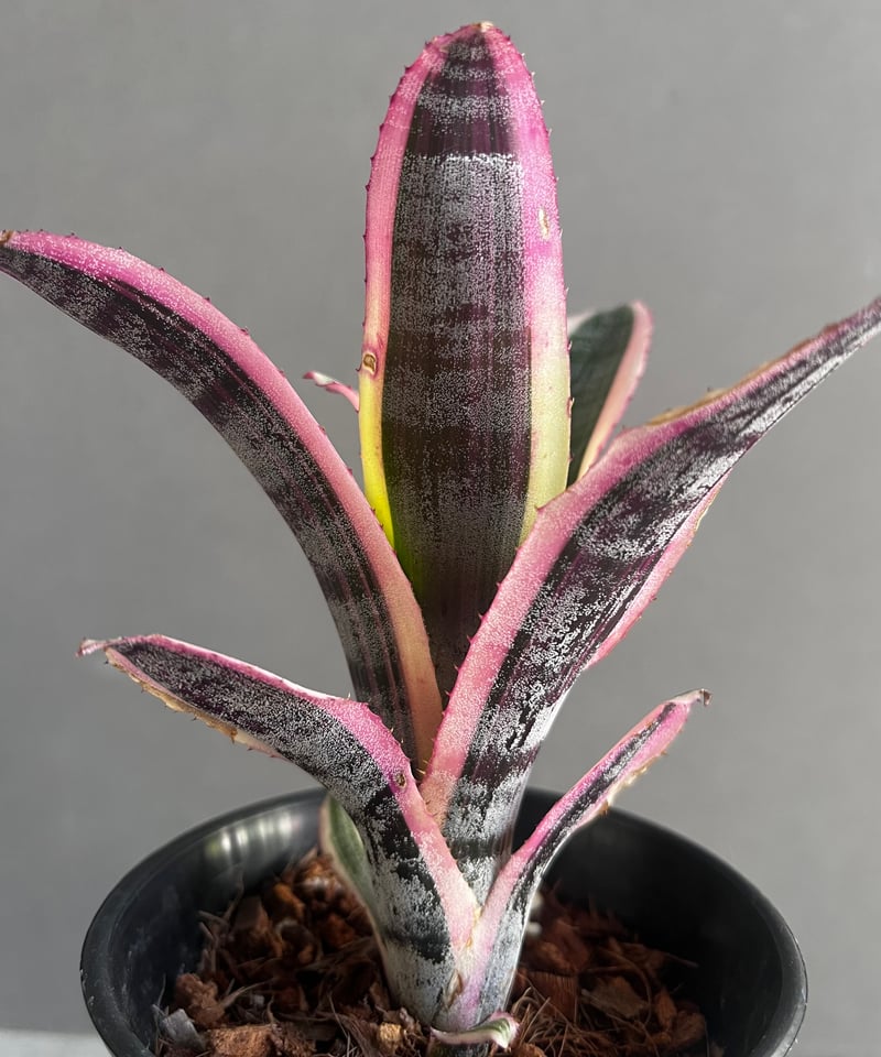 エクメア オットー 「Aechmea Otto」40A | SHOUCHIKUEN