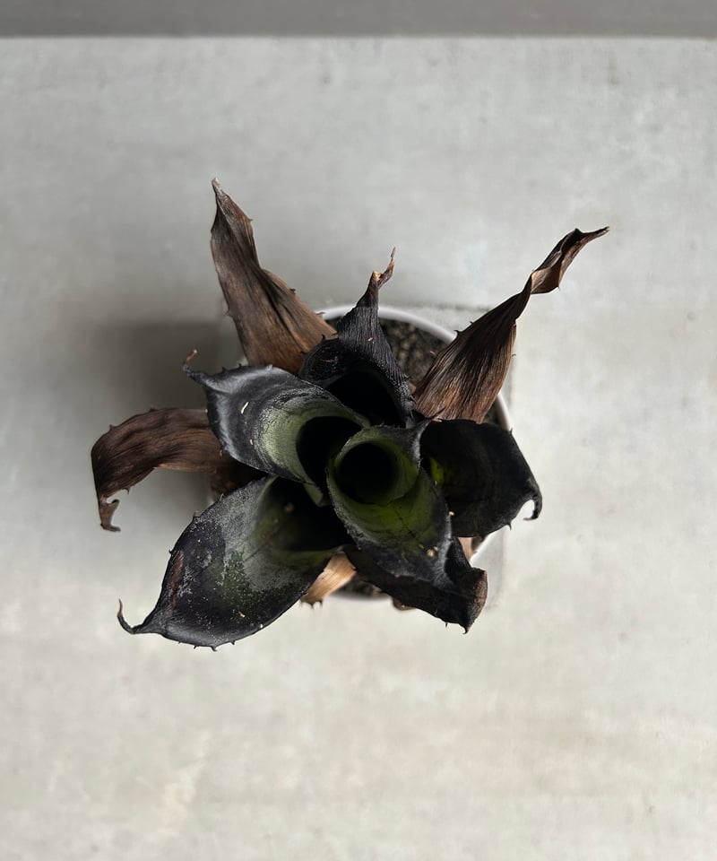 ホヘンベルギア レオポルド ホルスティ “ブラック“ + Sanna Low