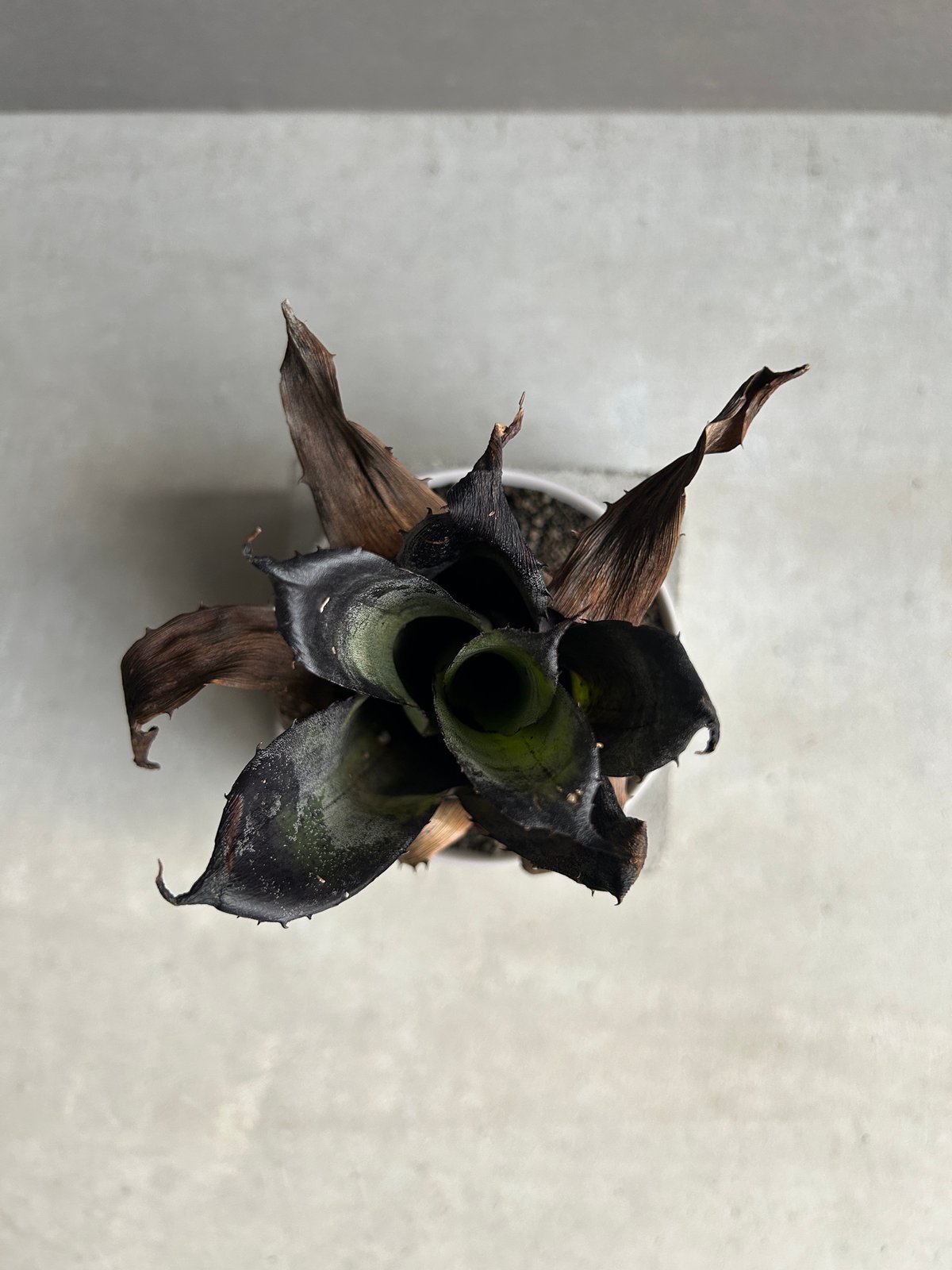 ホヘンベルギア レオポルド ホルスティ “ブラック“ + Sanna Low