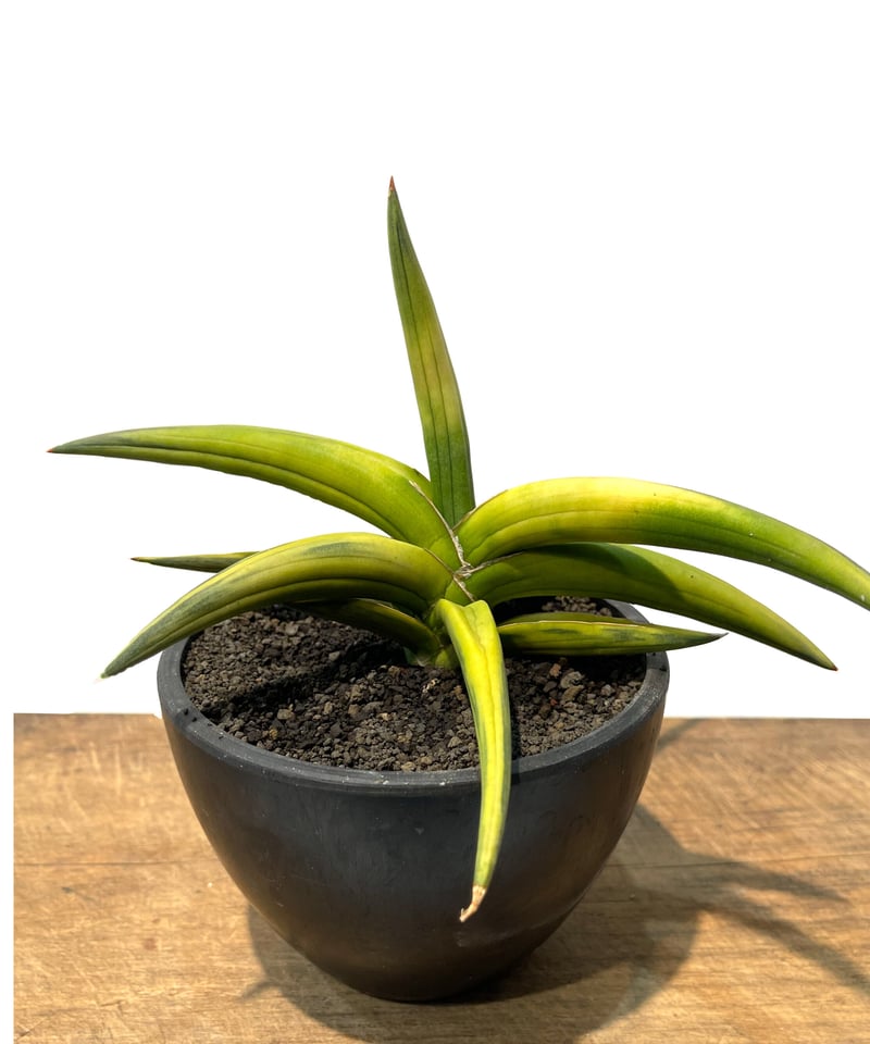 サンセベリア サフルティコサ ブラック 黄斑「Sansevieria suffruticosa