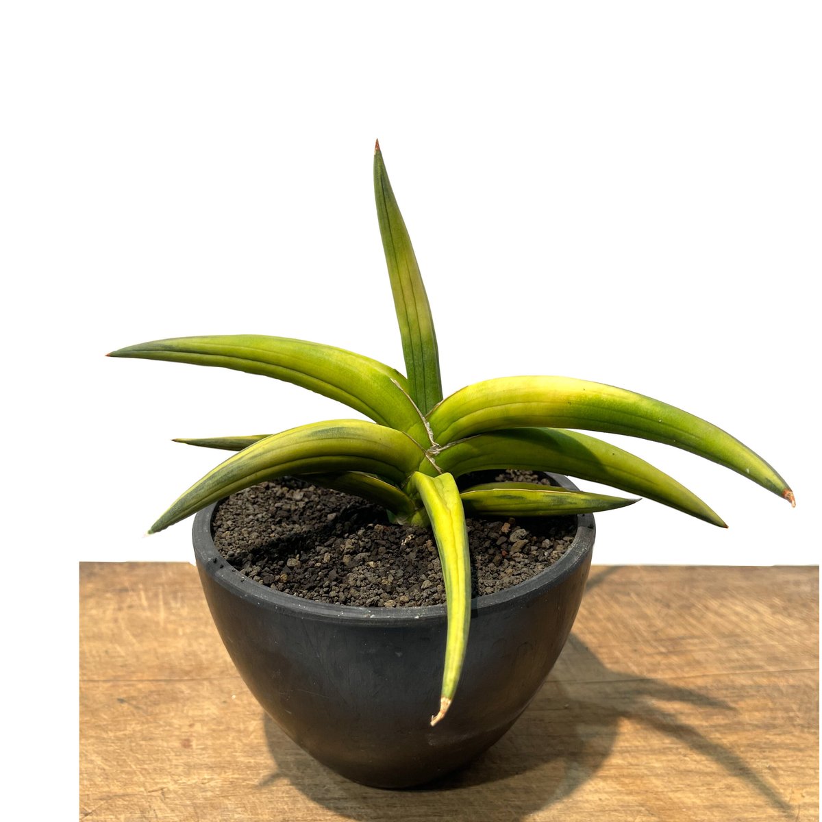 サンセベリア サフルティコサ ブラック 黄斑「Sansevieria suffruticosa