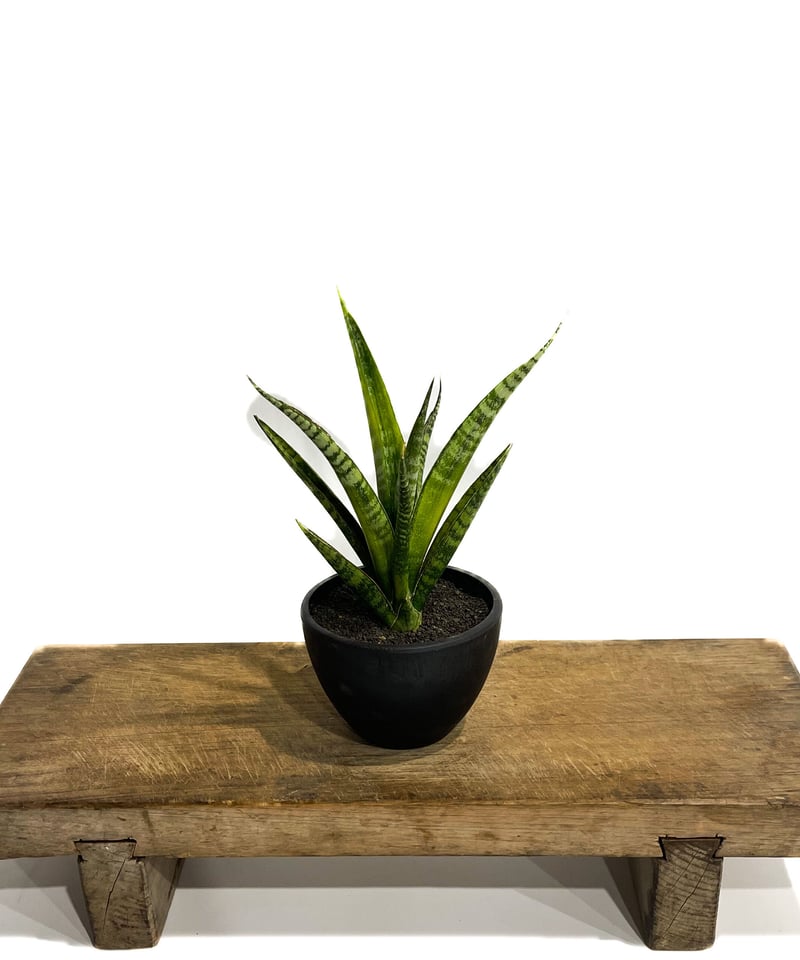 サンセベリア クロコダイル ロック「Sansevieria Crocodile Rock」4/