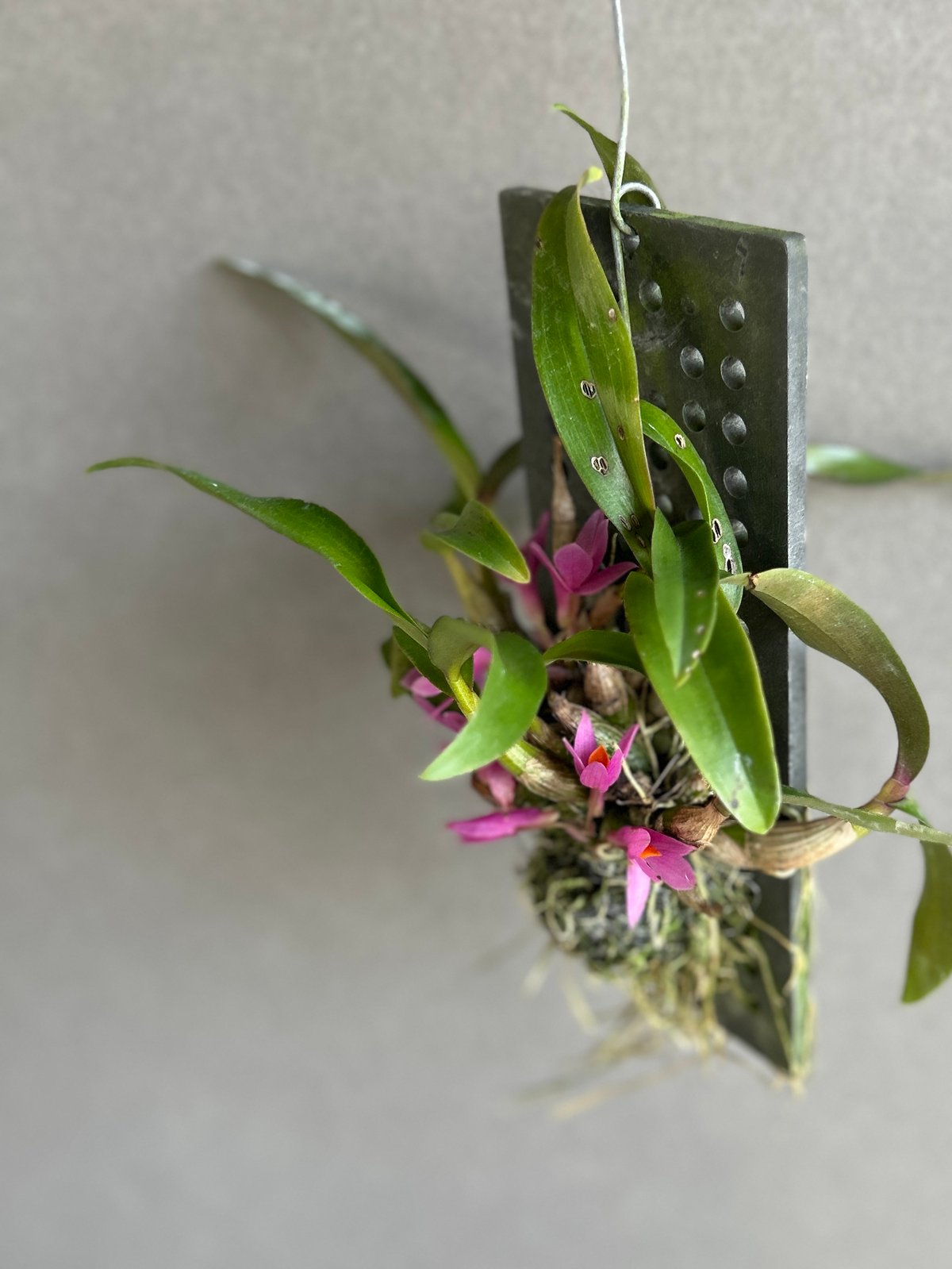 専用⚛️♥新品♥⚛️ DENDROBIUMデンドロビウム　羊皮　ファーベスト38 2016年 3月 「原種」 デンドロビュームの開花 | Dendrobium