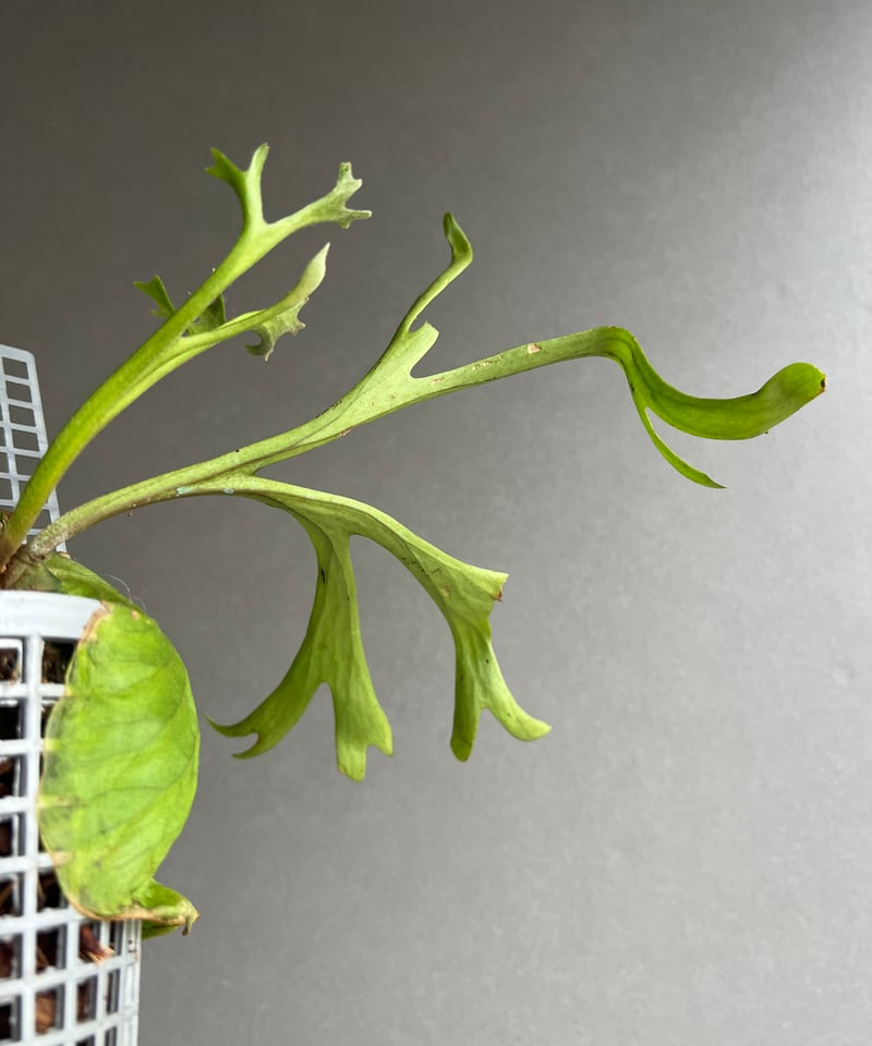 つ*ー様 リドレイ　パカラン　スポア　ビカクシダ ビカクシダ リドレイ “パカラン”「Platycerium ridleyi “Pakarang