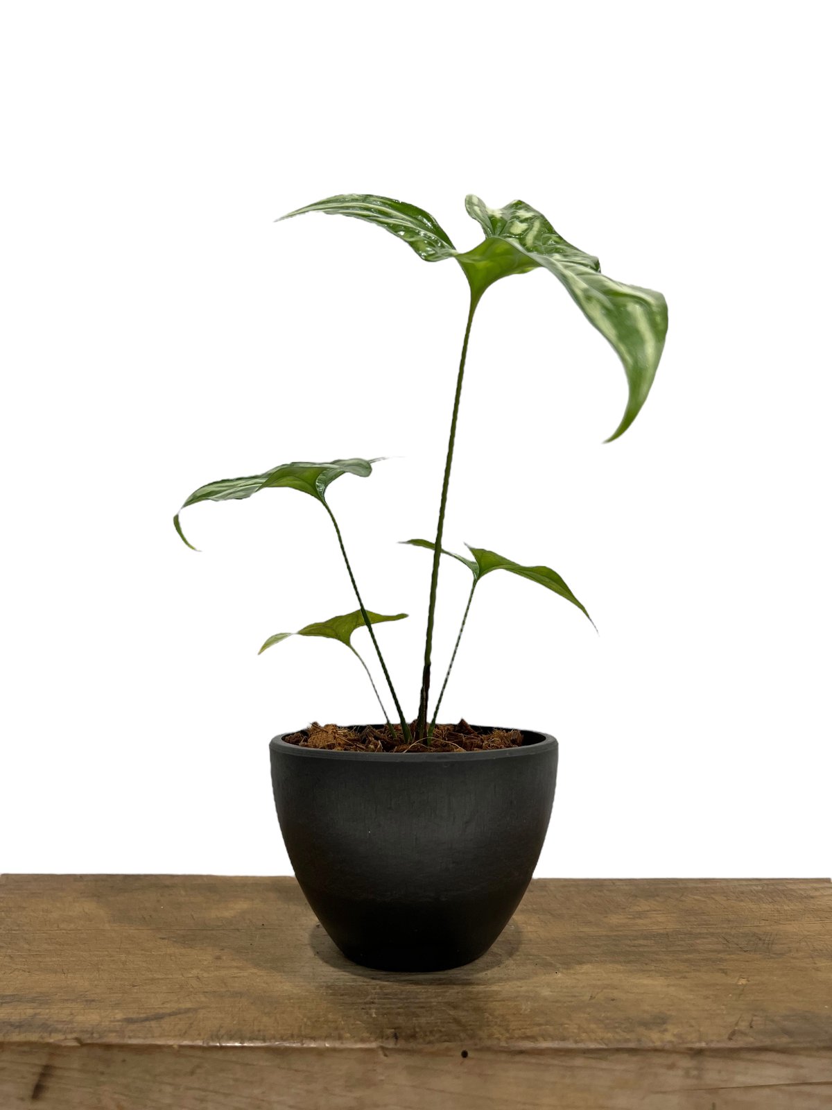 1 セルセスティス　ミラビリス　斑入り　激レア 1 セルセスティス ミラビリス 斑入り 激レア セルセスティス