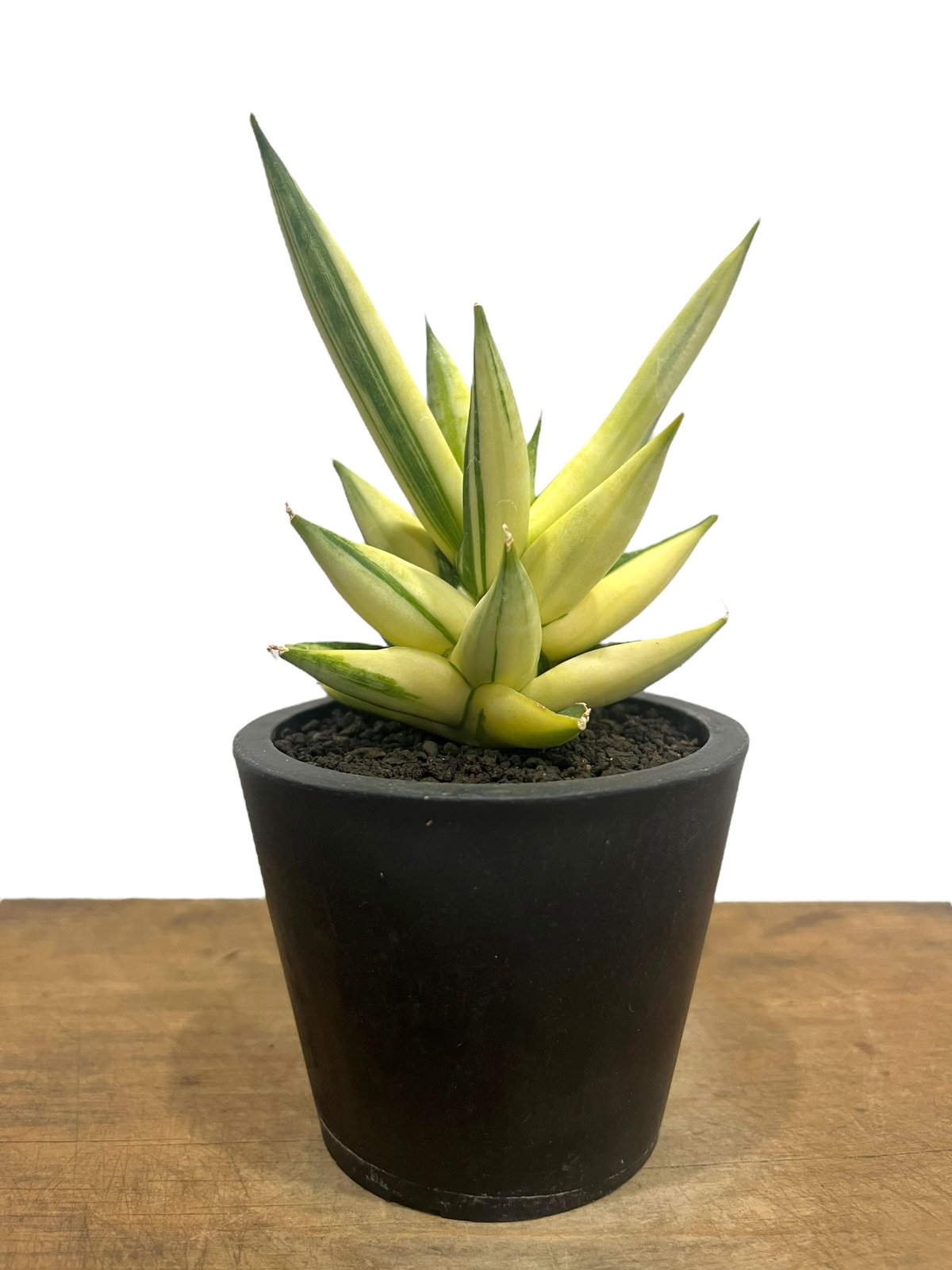 サンスベリア ミンマニー斑入Sansevieria Ming Manee Var fit=scale-down,w=1200