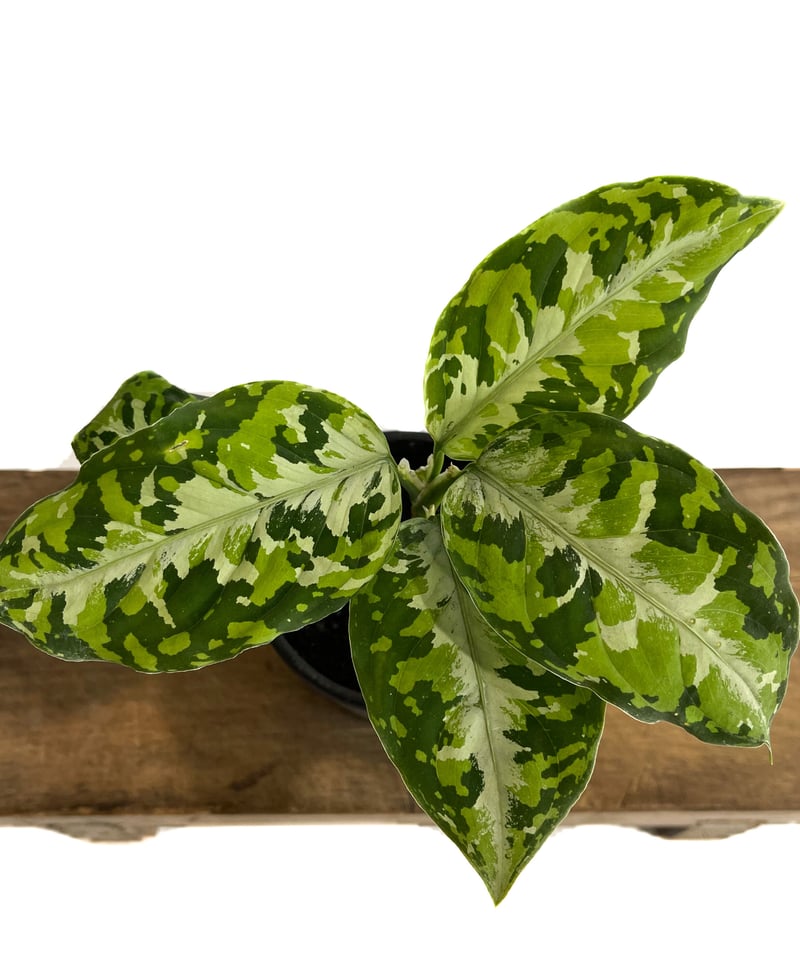 アグラオネマ ピクタム トリカラー「Aglaonema pictum tricolor アグラオネマ ピクタム トリカラー「Aglaonema pictum tricolor