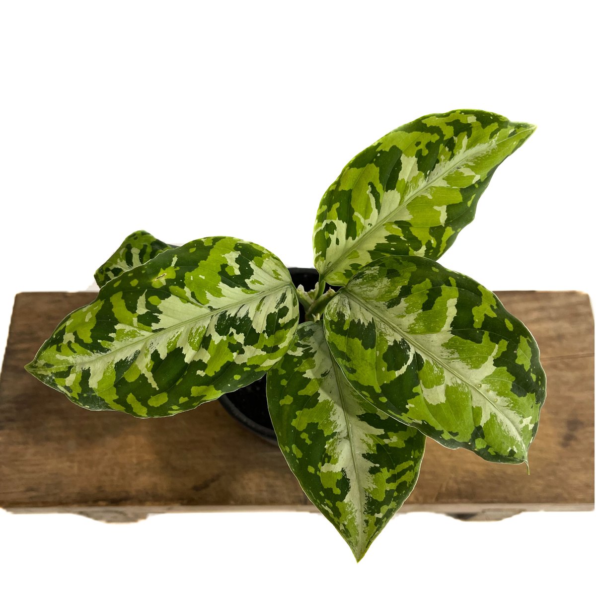 アグラオネマ ピクタム トリカラー「Aglaonema pictum tricolor」1/1