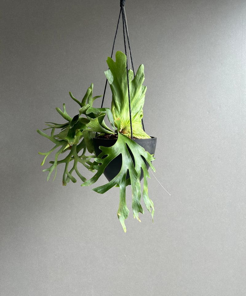 ビカクシダ コロナリウム “タオ ビン”「Platycerium coronarium