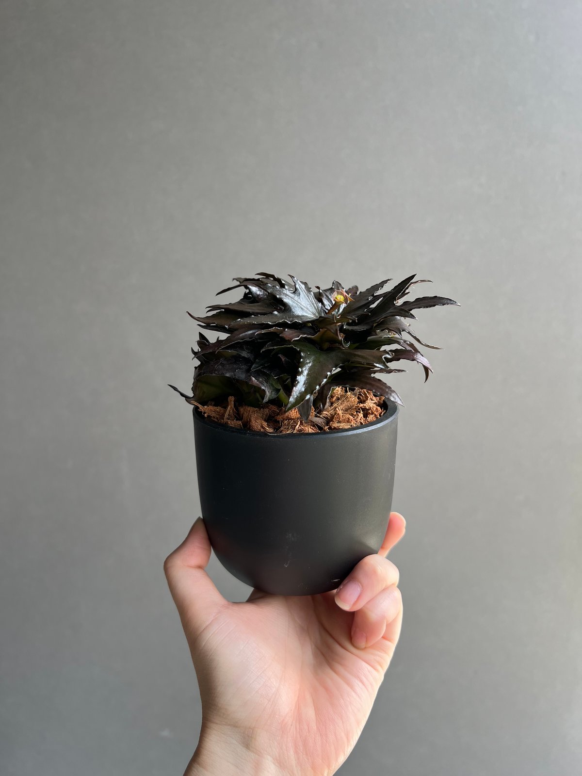 ユーフォルビア フランコイシー “エスプレッソ”「 Euphorbia