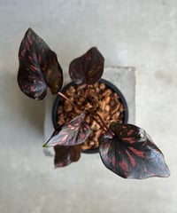 サンセベリア マニー パッキャオ 斑入 Sansevieria Manny Pacquiao