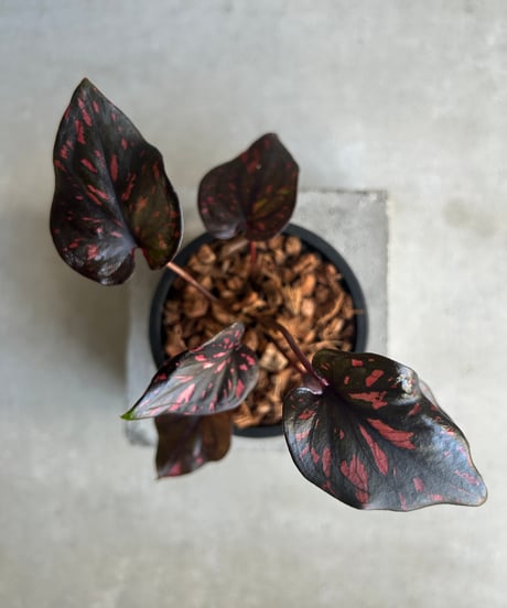 CATEGORY カラジューム | SHOUCHIKUEN