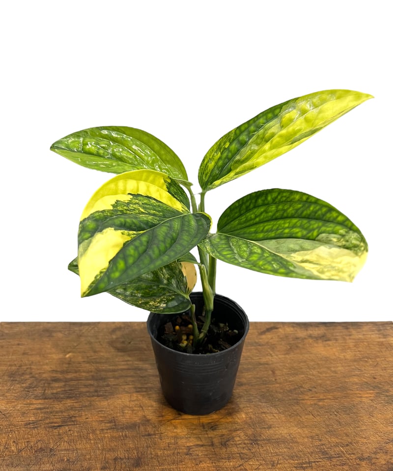 モンステラ カルステニアナム (ペルー) 斑入 「Monstera Karstenianum
