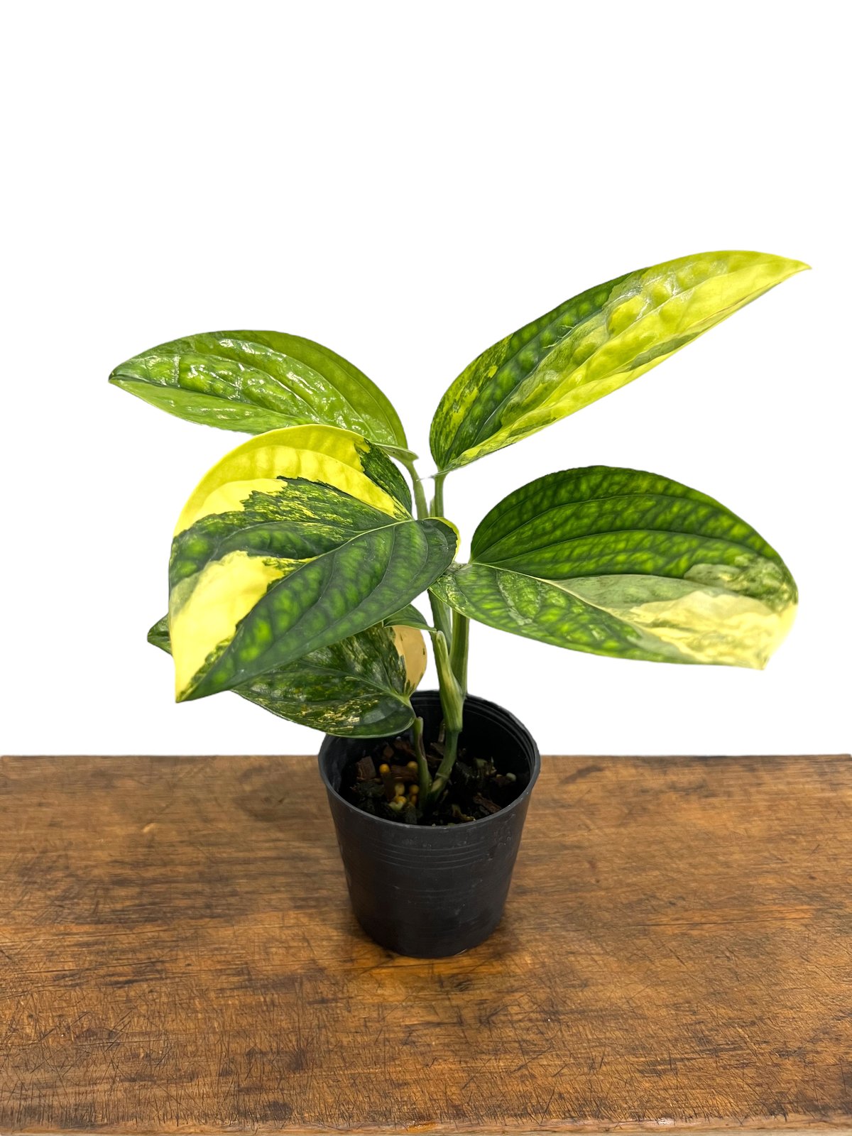 モンステラ カルステニアナム (ペルー) 斑入 「Monstera Karstenianum