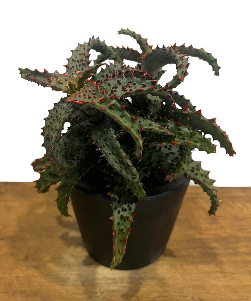 アロエ ハイブリッド “選抜個体” 「Aloe Hybrid “Select”」56U