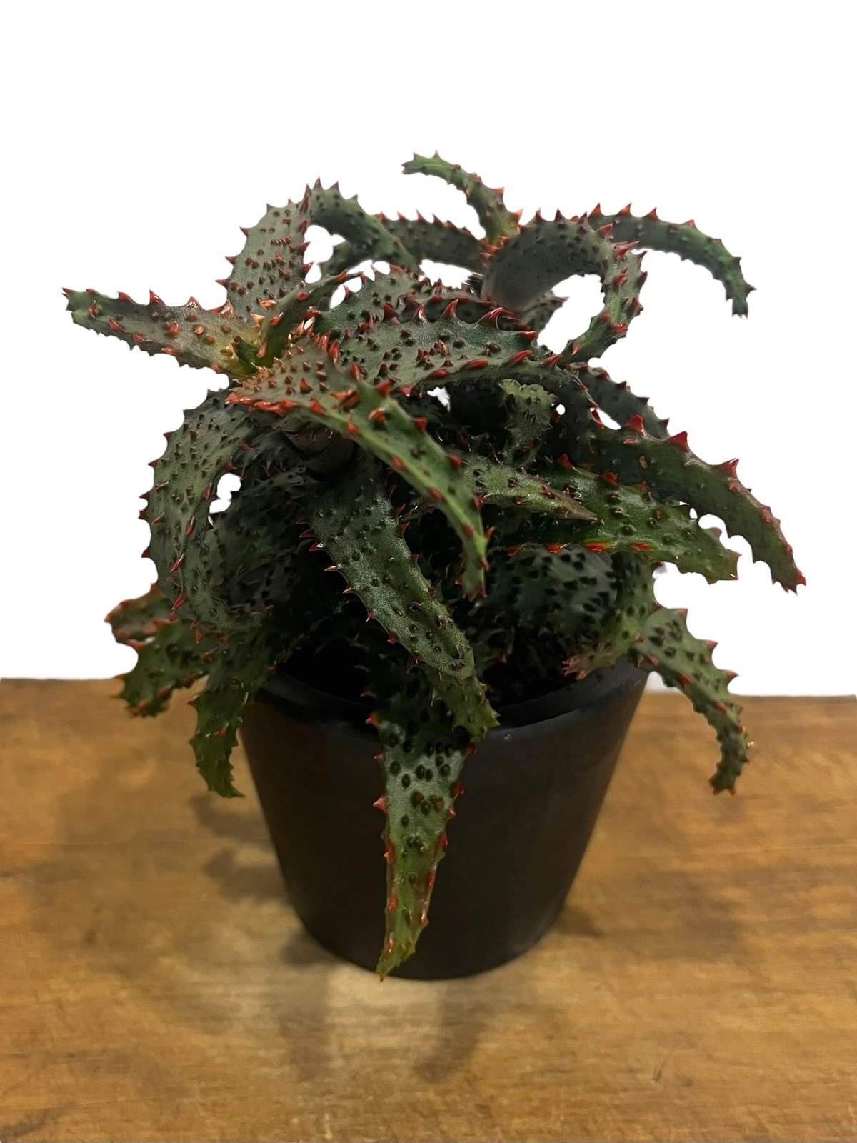 アロエ ハイブリッド “選抜個体” 「Aloe Hybrid “Select”」56U アロエ ハイブリッド “選抜個体” 「Aloe Hybrid “Select”」56U