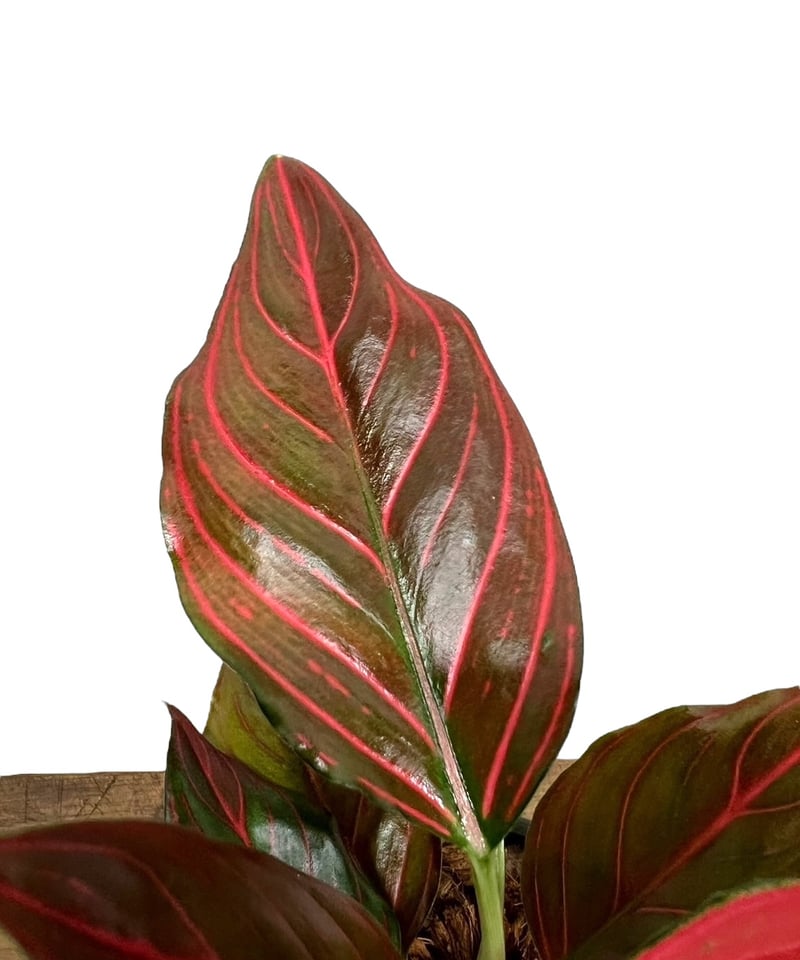 アグラオネマ レッド ベイン 「Aglaonema Red Vein」49S | SHOUCH