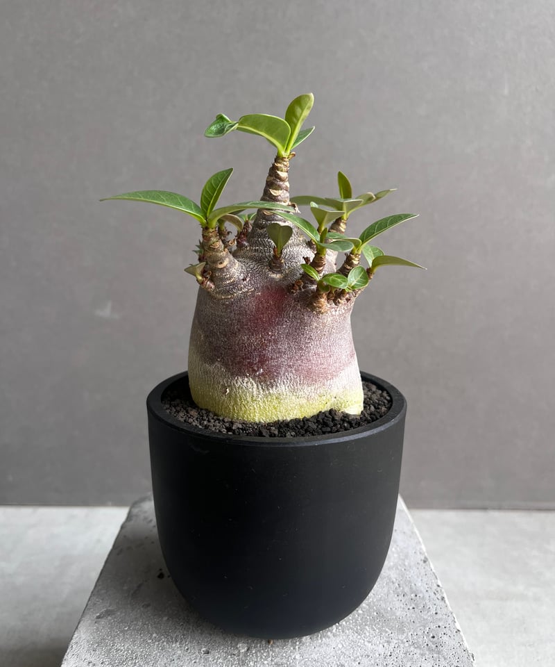 アデニウム アラビカム スーパー ドワーフ “ブラック” 「Adenium