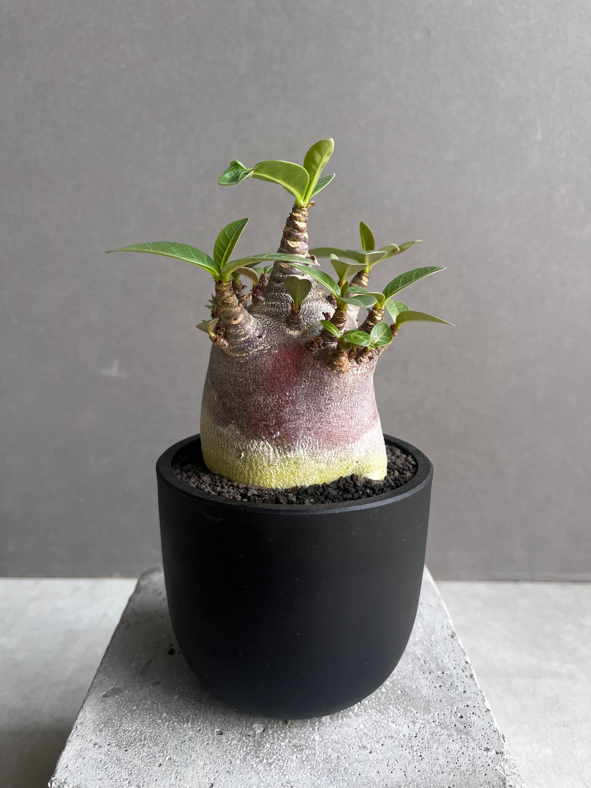 EMP アデニウム アラビカム ドワーフブラック/ AD11 アデニウム アラビカム スーパー ドワーフ “ブラック” 「Adenium