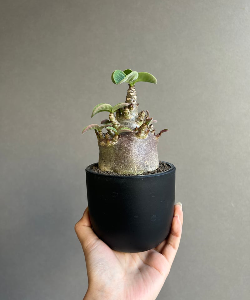 アデニウム アラビカム スーパー ドワーフ “ブラック” 「Adenium