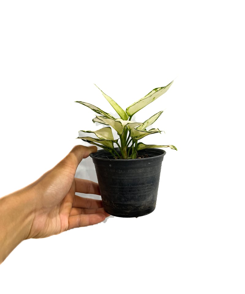 ☆ayamama☆ページ コロコロシマエナガちゃん55cm | 株式会社ハック