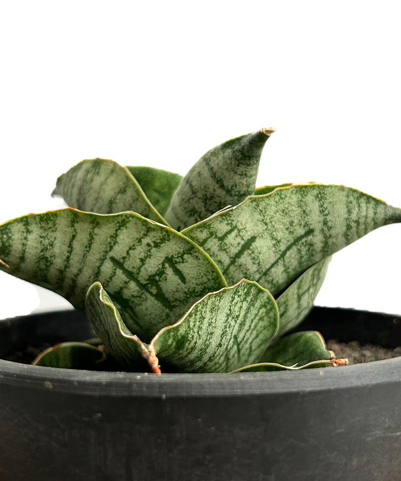 サンセベリア アンヤマニー ハイブリッド「Sansevieria Unyamanee Hybr