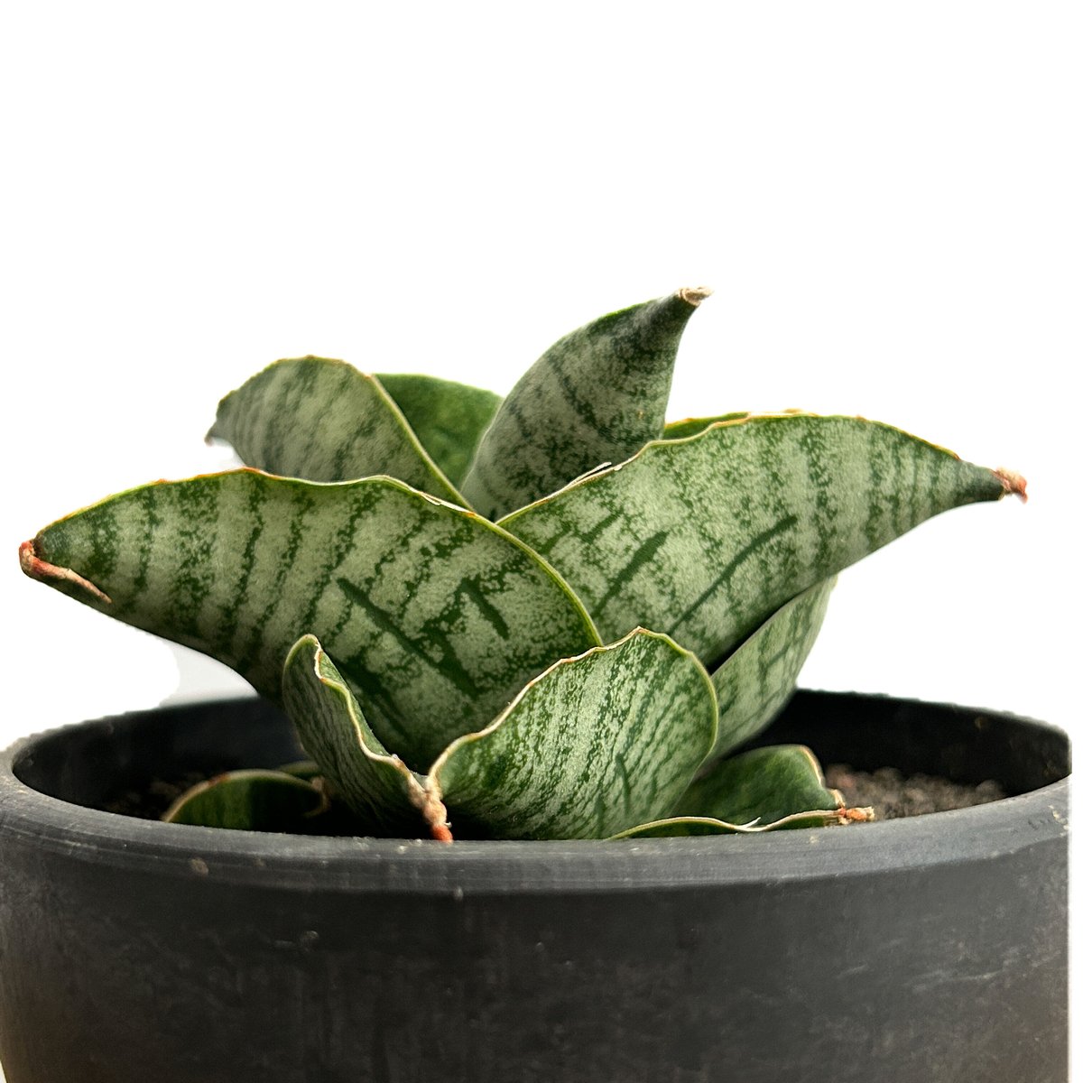 サンセベリア アンヤマニー ハイブリッド「Sansevieria Unyamanee Hybr