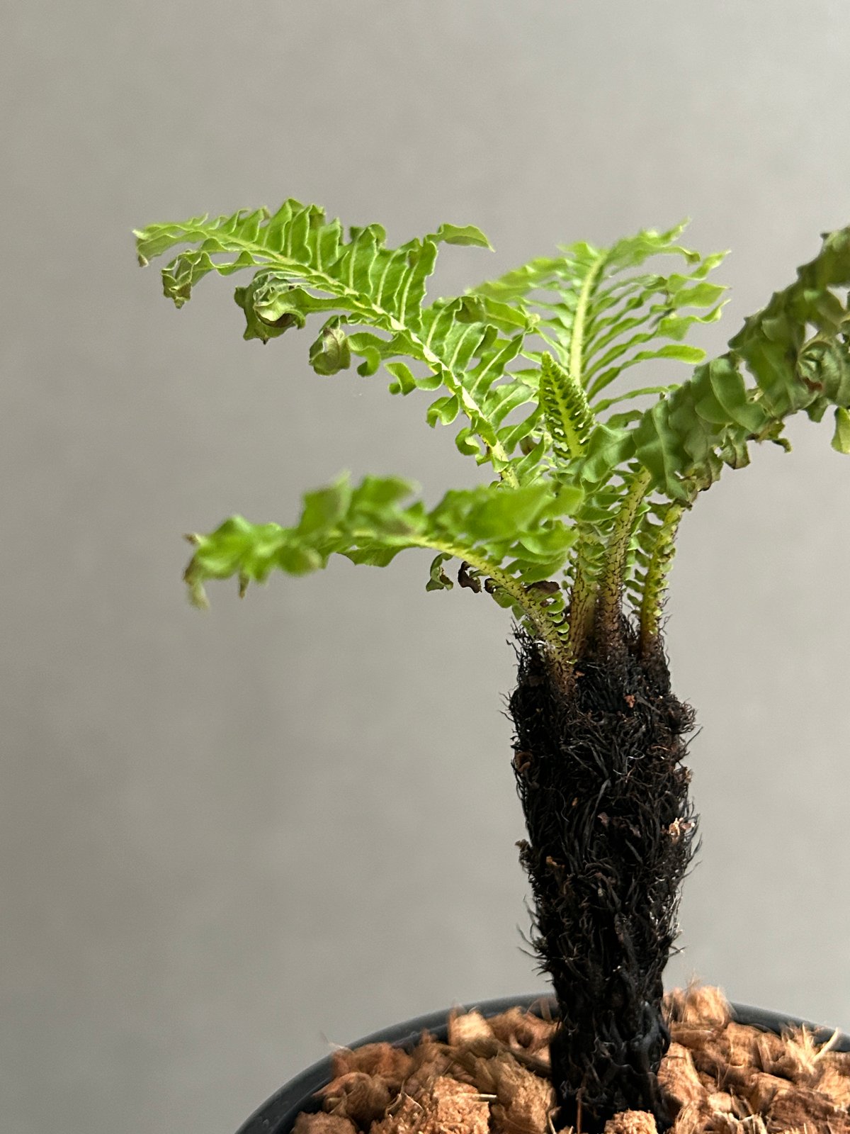 ブレクナム ギッバム ドワーフ ブレクナム ギッバム ドワーフ 「Blechnum gibbum Dwarf 」17I
