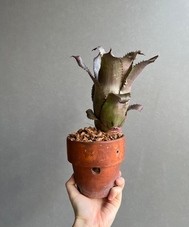 ホヘンベルギア エドムンドイ x ネオレゲリア ムーレアナ